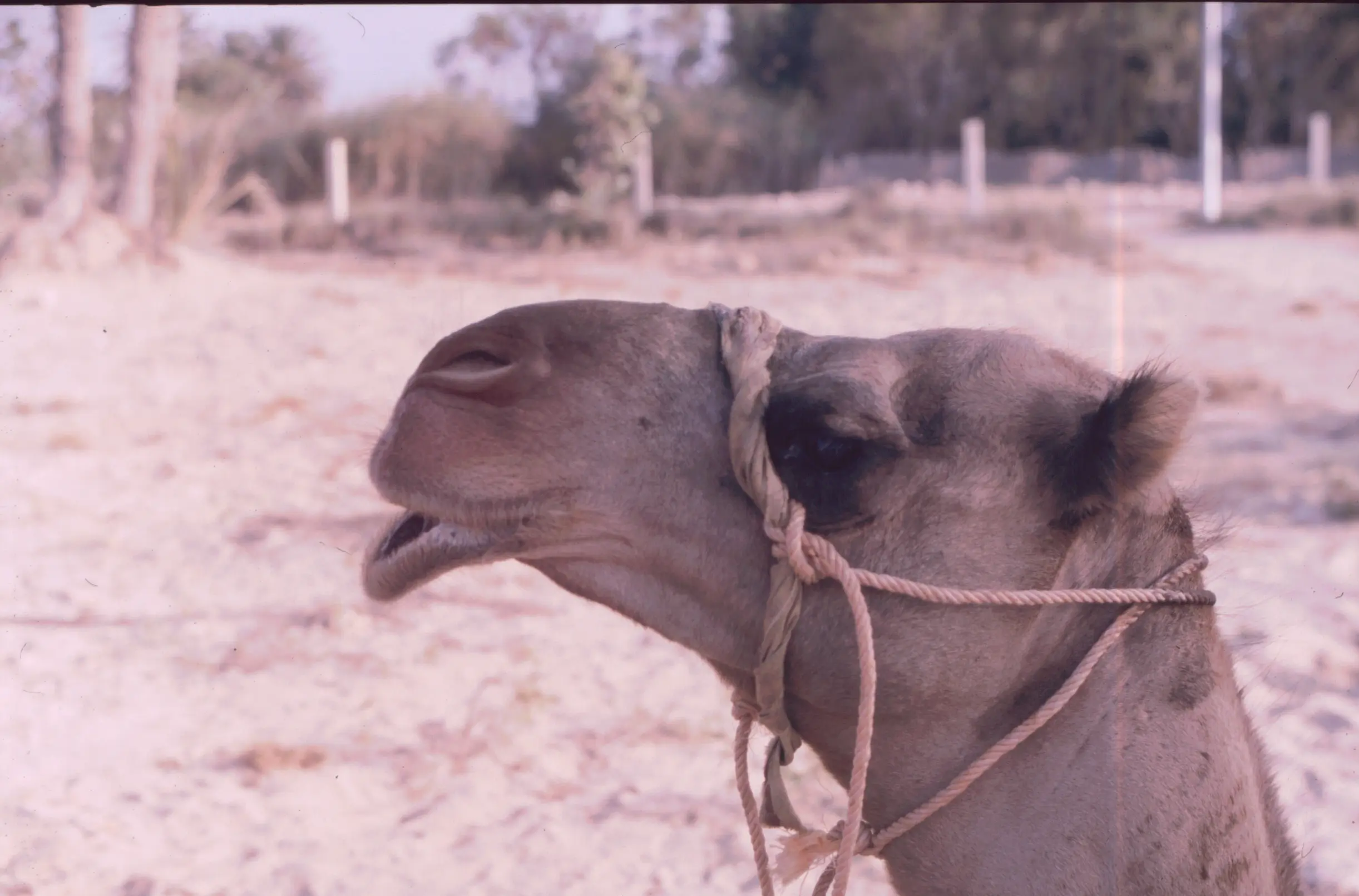 &Fotowelt - Säugetiere